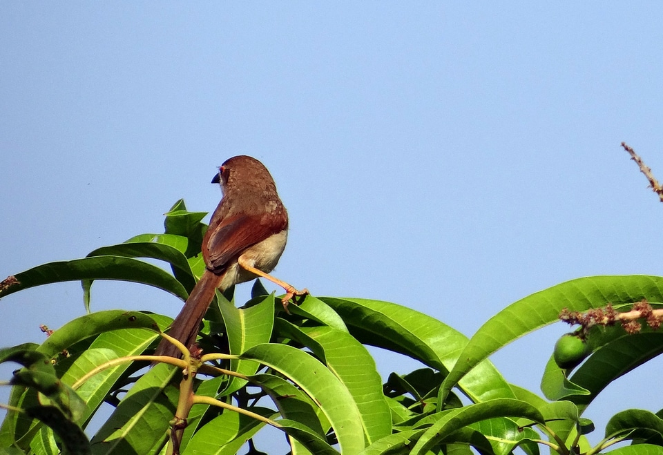 India wildlife avian