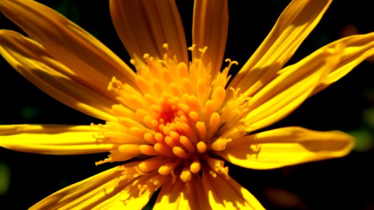 Yellow Flower Photo