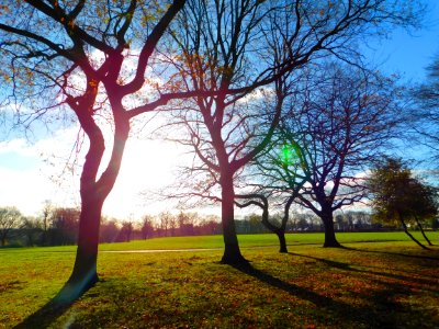 Bare Trees photo