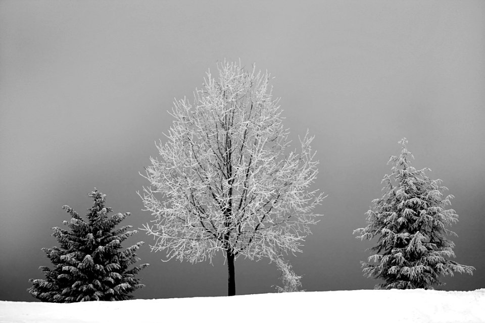 Grayscale Photo Of Bareless Tree Between Tree With Snow