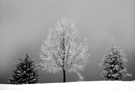 Grayscale Photo Of Bareless Tree Between Tree With Snow photo