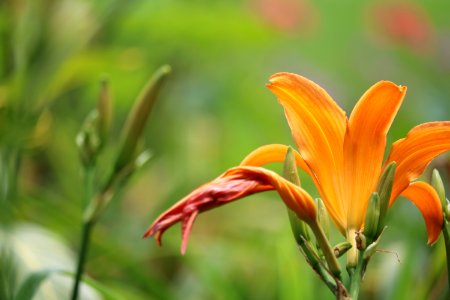 Close-up Photo Of Orange Petal Flower photo