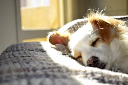 Closeup Photography Of Adult Short-coated Tan And White Dog Sleeping On Gray Textile At Daytime photo