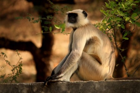 Depth Of Field Of Gray Langur Sitting On Gray Concrete Surface Near Green Leaf Plant