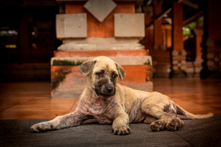 Short-coated Brindle Puppy Lying On Floor photo