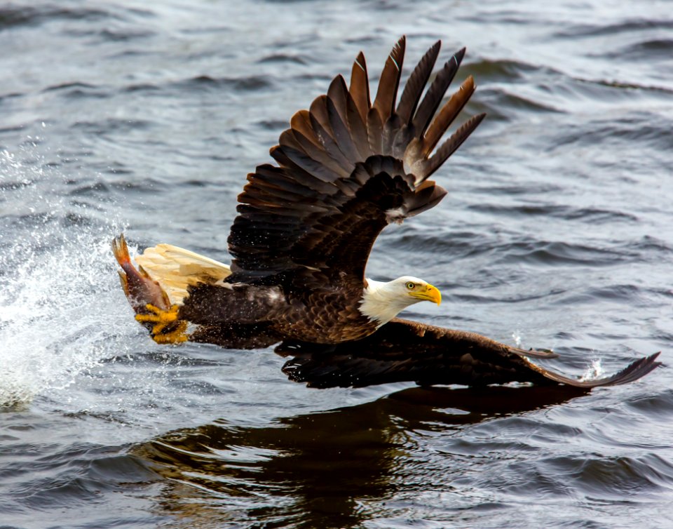 Bald Eagle Over The Body Of Water
