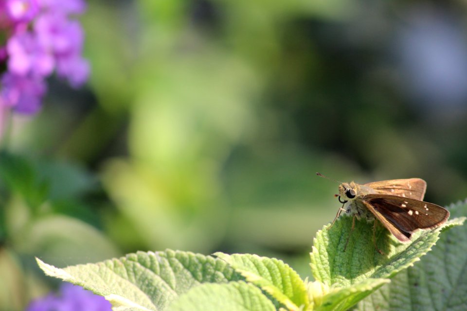 Brown Skipper Moth Perched On Green Leaf photo