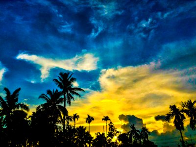 Silhouette Of Palm Trees Under Blue And Yellow Sky photo