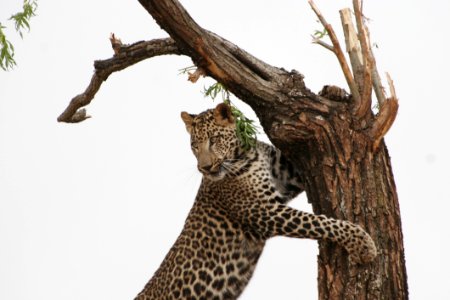 Leopard Leaning On Tree photo