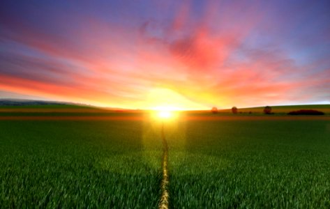 Photography Of Footpath Between Green Grass Field During Golden Hour photo