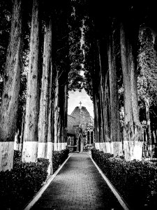 Pathway Through Cathedral Surrounded By Trees In Grayscale Photography