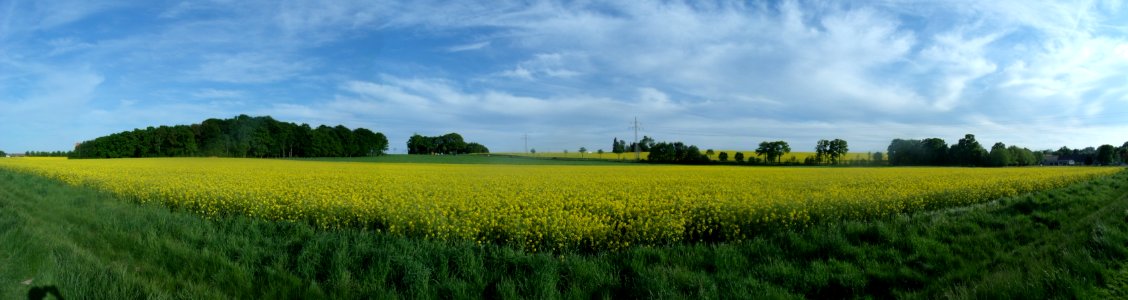 Panoramic View Of Green Bushes