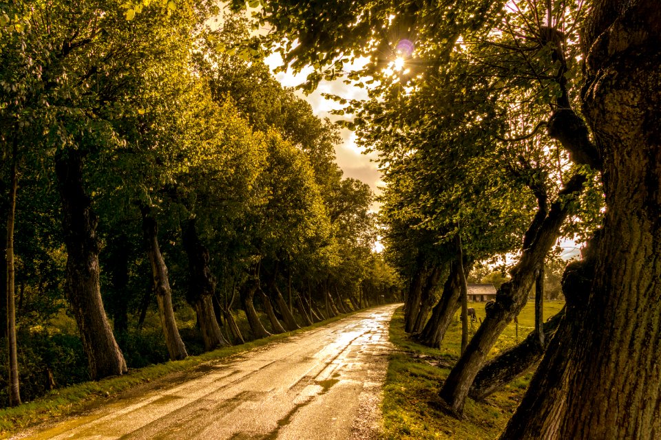 Road In Between Trees
