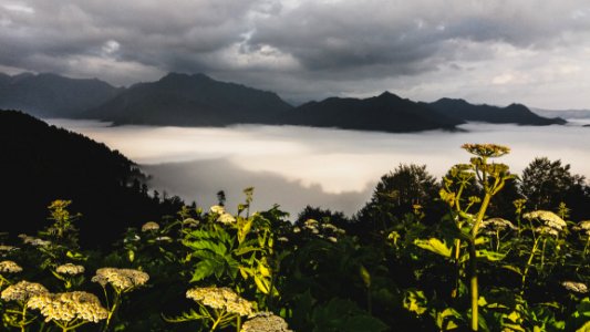 Photography Of Green Leaf Plants With Mountain As Background