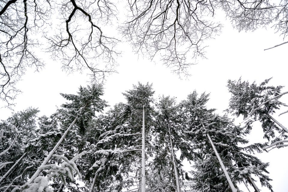 Grayscale Photo Of Pine Trees