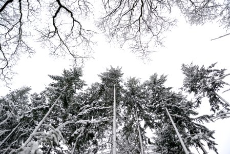 Grayscale Photo Of Pine Trees