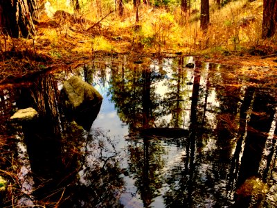Body Of Water In Forest