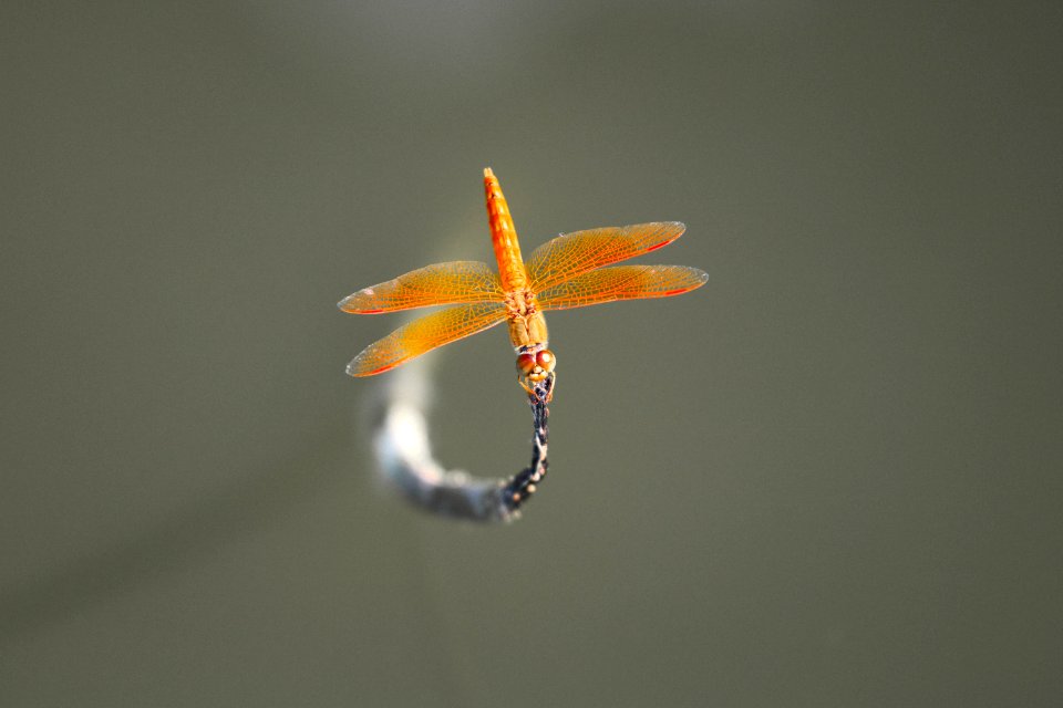 Brown Skimmer Perched On Gray Leaf