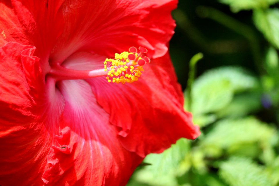Red Hibiscus Selective Photography