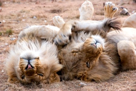Two Gray Lions Laying On Sand photo