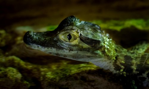 Close-up Photography Of Baby Alligator photo