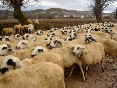 Herd Of Sheep photo