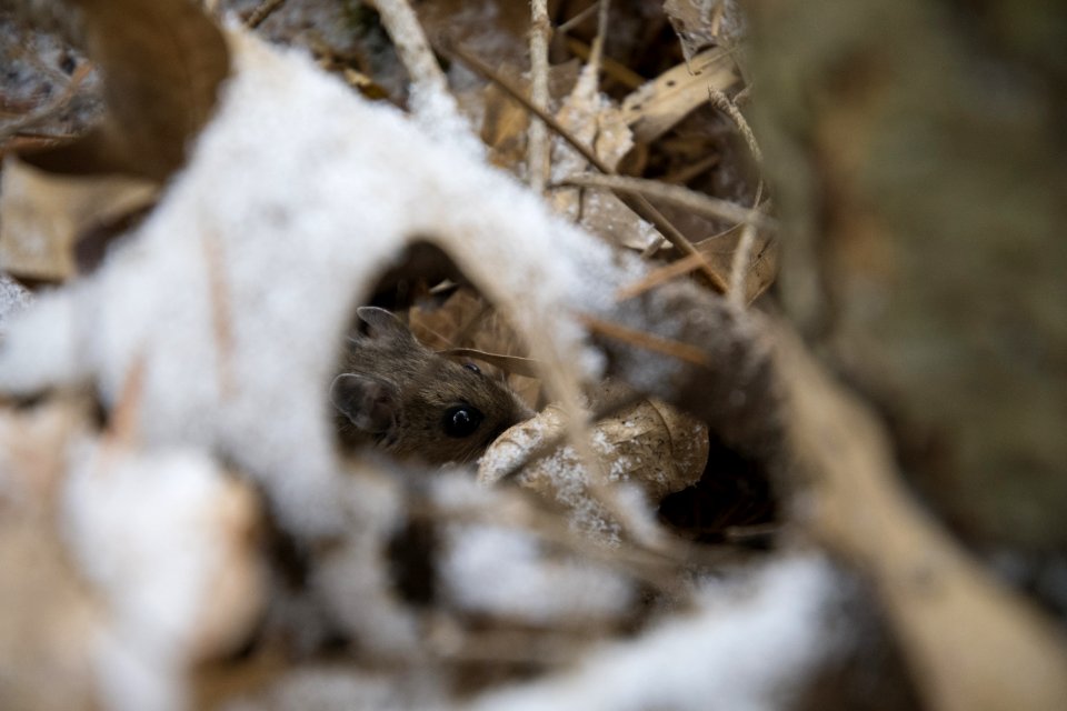 Animal Apodemus Sylvaticus