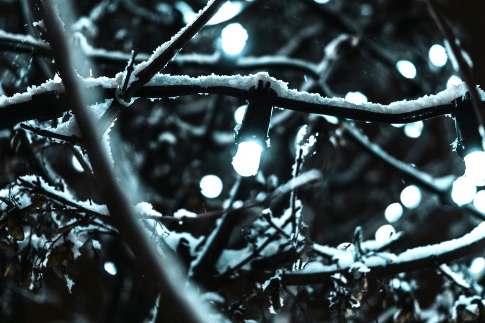 String Lights Covered By Snow photo