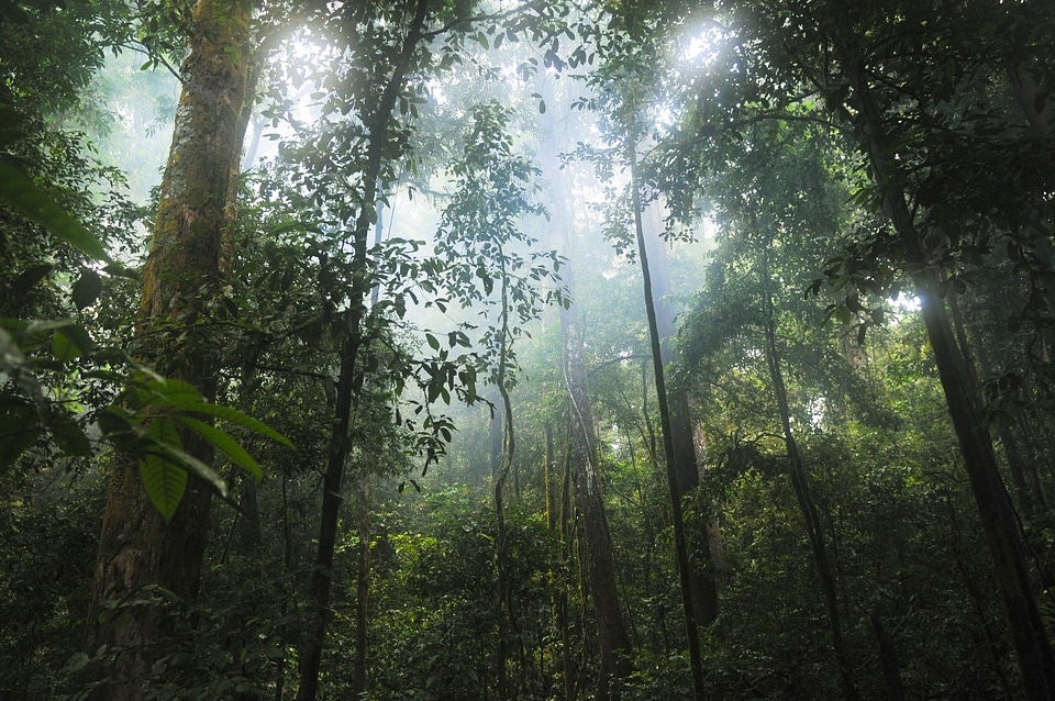 Green nature tropical photo