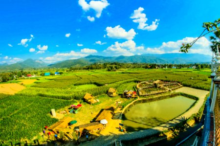 Green Rice Fields
