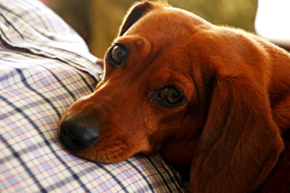 Red Dachshund On Focus Photo photo