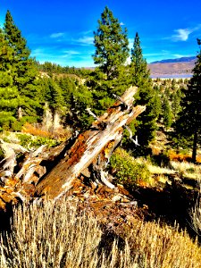 Brown Tree Log Near Pine Tree photo