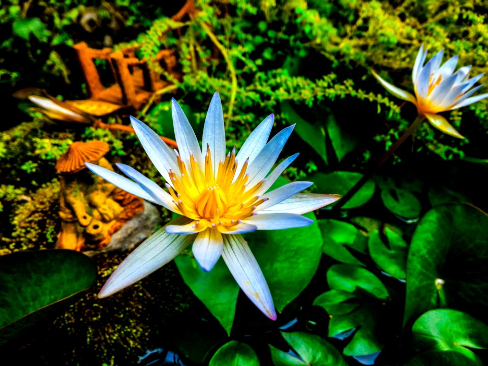 White And Yellow Flowers