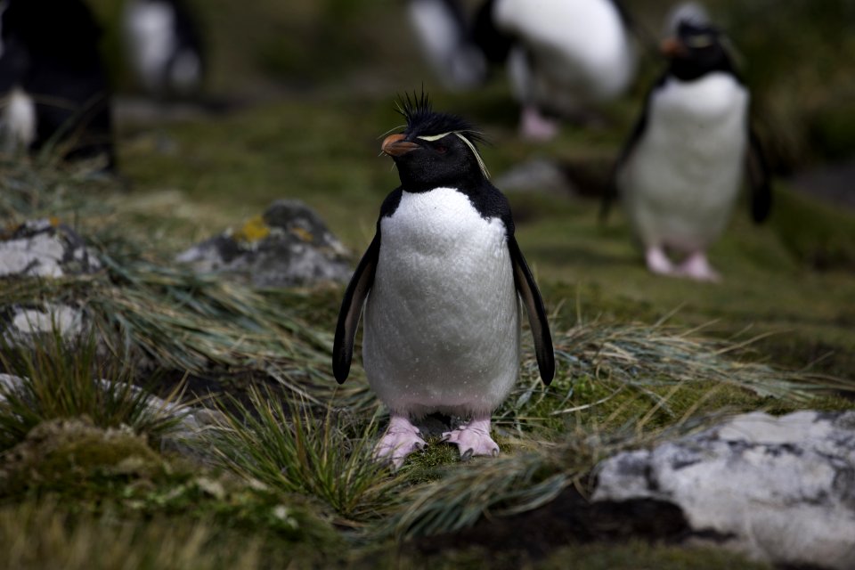 Black And White Penguin