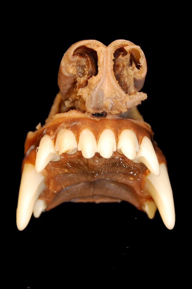 Dog veterinary medicine rostralansicht
