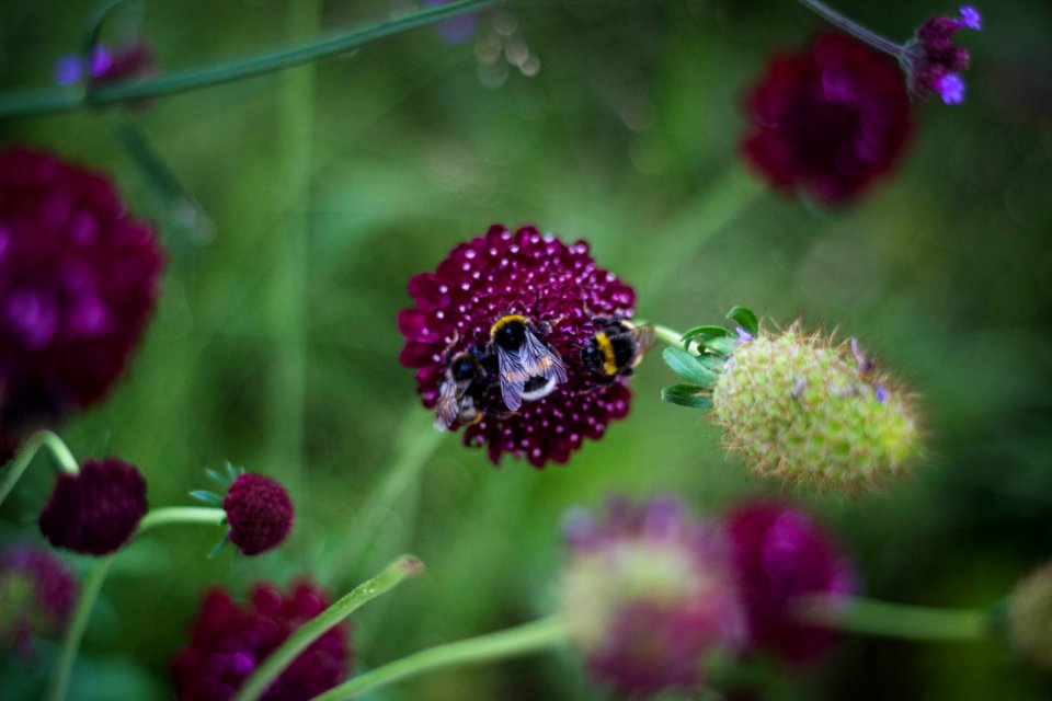 Shallow Focus Photography Of Three Bees On Purple Flower