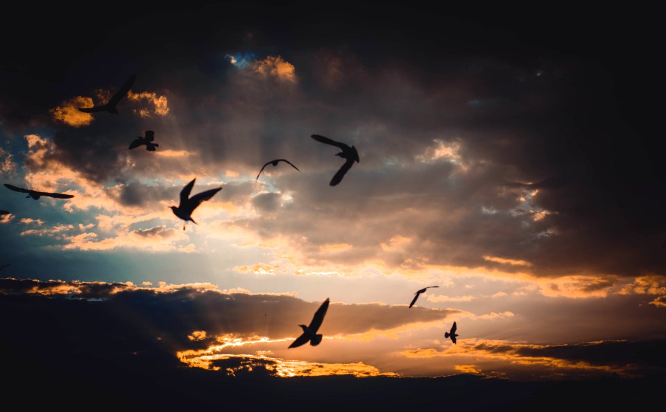 Flock Of Birds Flying Above Sky During Sunset