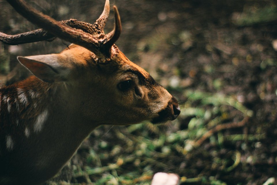 Brown Deer In Forest