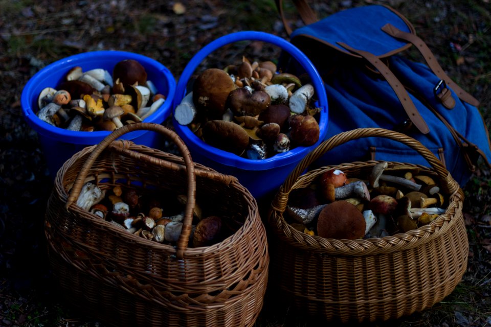 Four Basket Of Mushrooms L