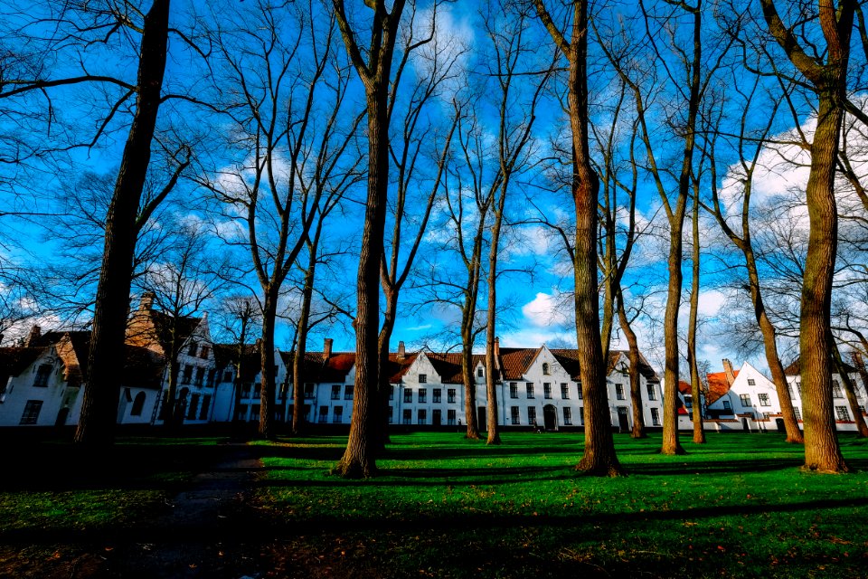 Brown Trees