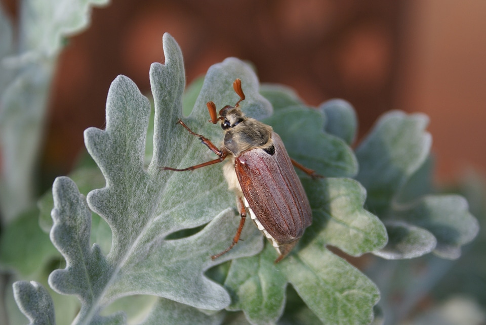 Close up insect beetle