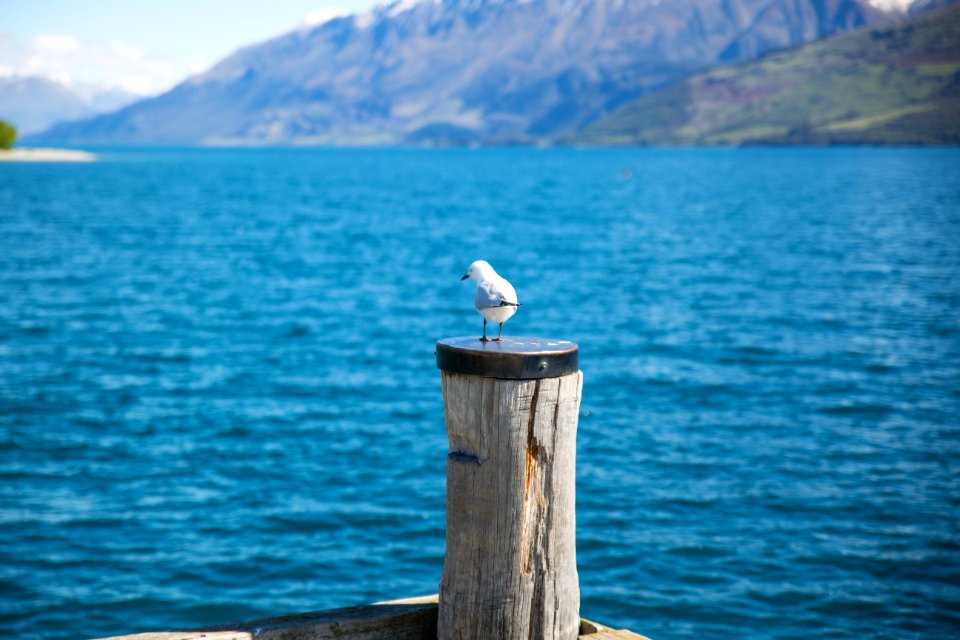 Depth Of Field Photography Of White Gull On Top Of Brown Wooden Pole In Front Of Body Of Water