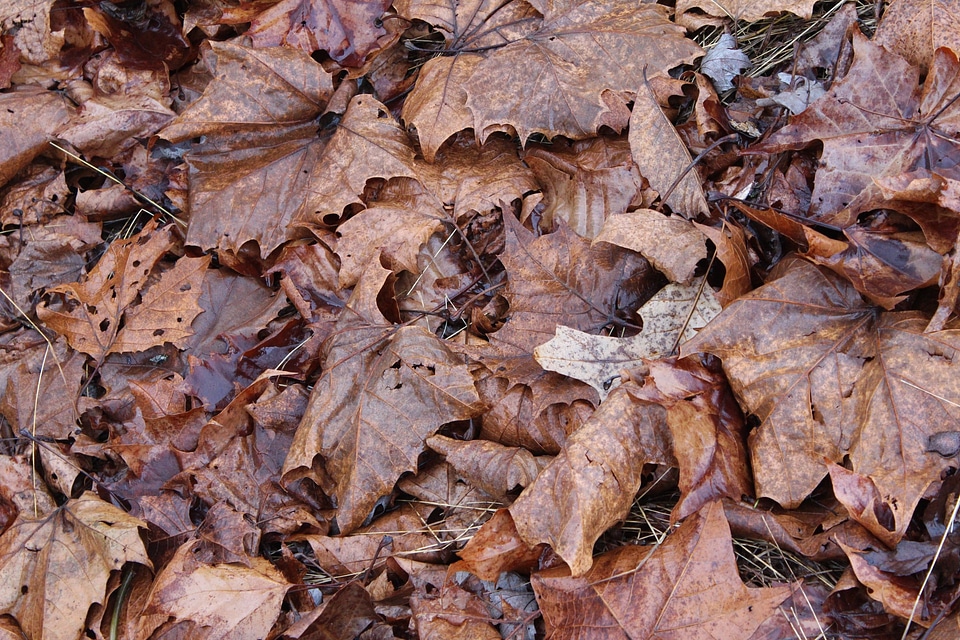 Fallen nature foliage
