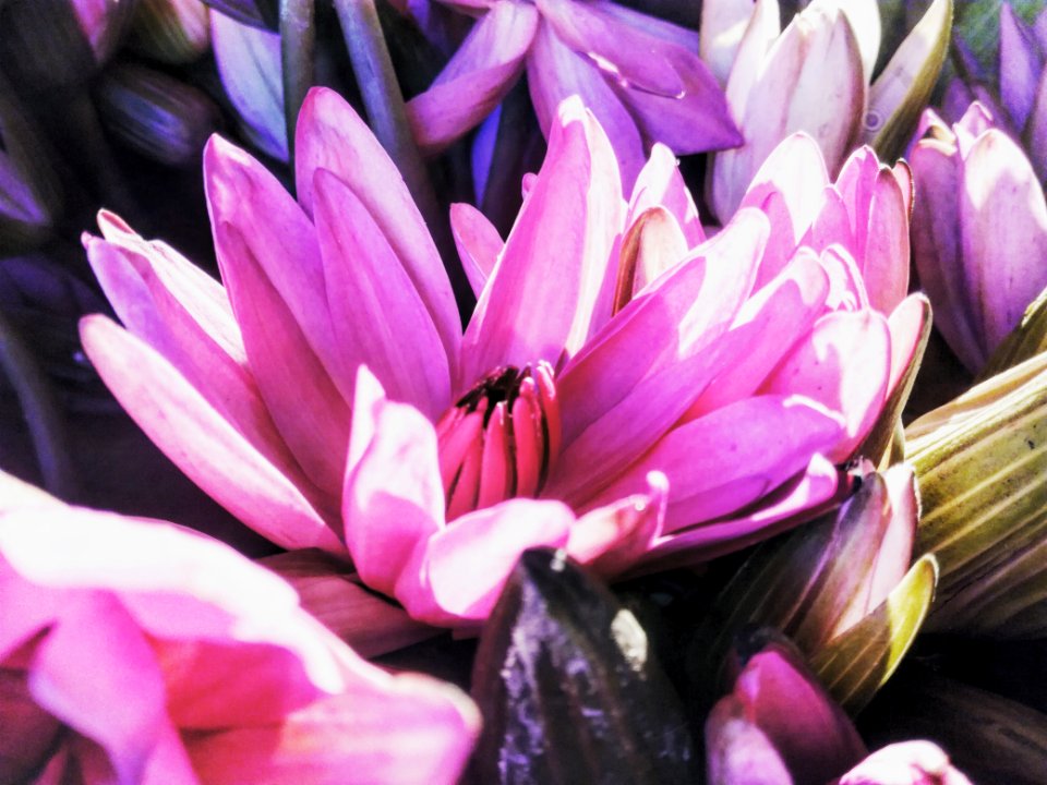 Purple Petaled Flowers