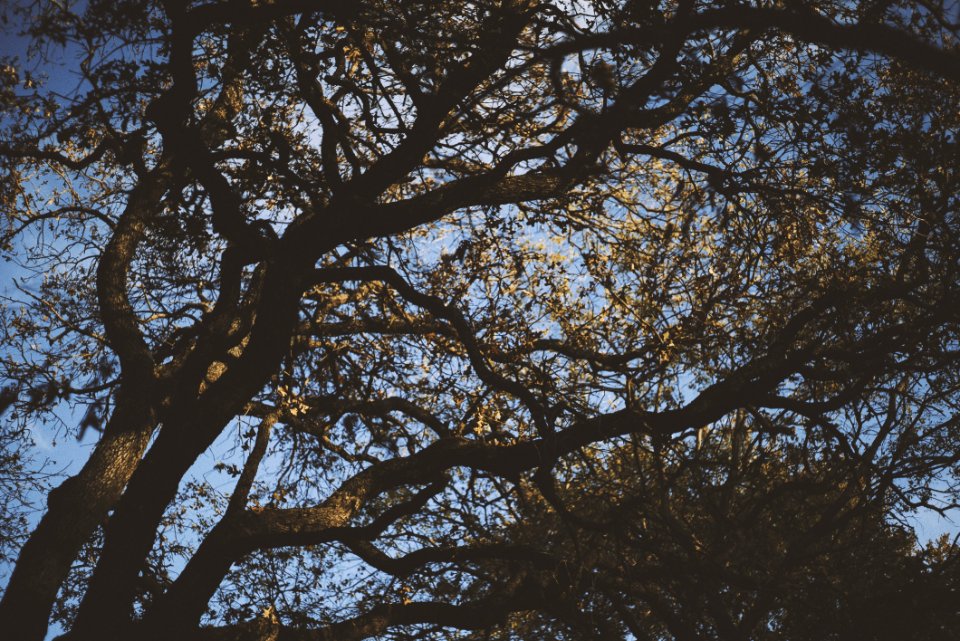 Low Angle Photography Of Green Leaf Trees