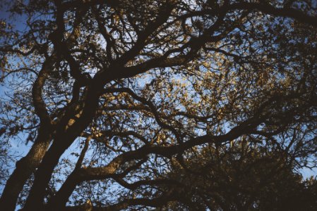 Low Angle Photography Of Green Leaf Trees photo