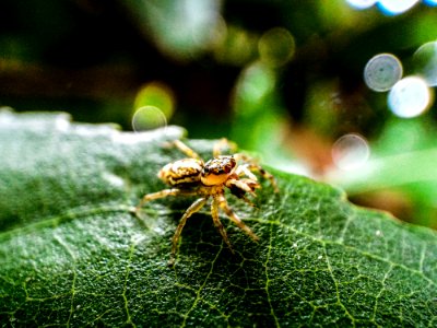 Macro Photography Of Brown Jumping Spider On Green Leaf photo
