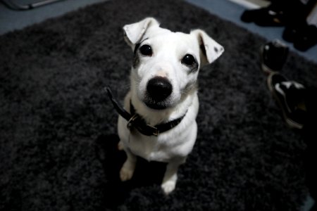 White Jack Russel With Black Collar