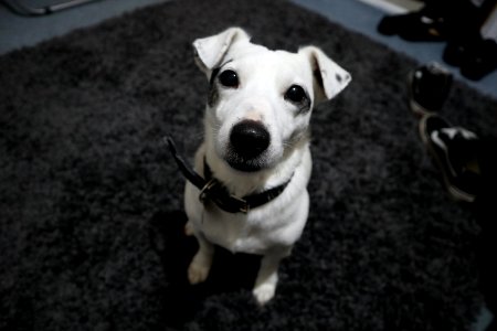 White Jack Russel With Black Collar photo