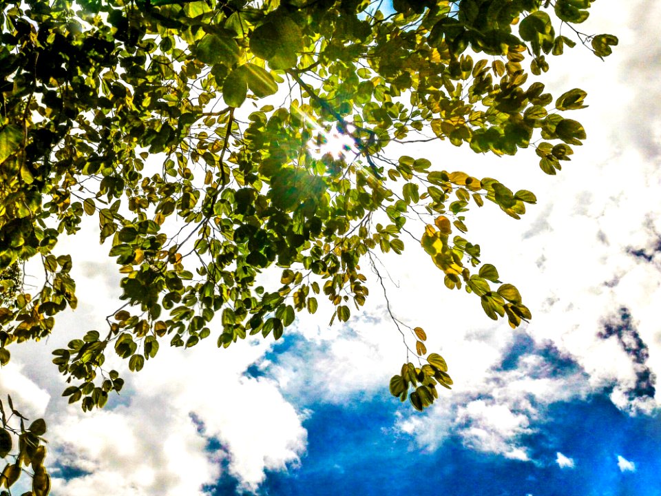 Green Leaf Tree